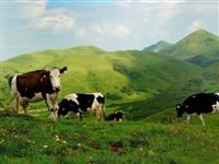國際露營基地落戶“南方呼倫貝爾”